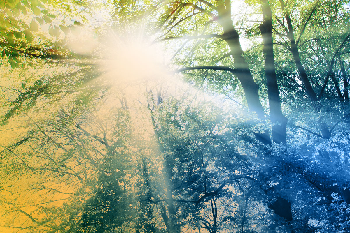 Sunlight through a forest canopy to show Saito's focus on sustainability and growth